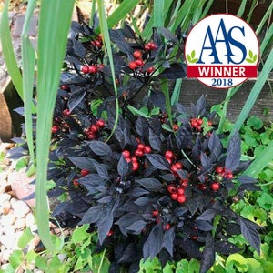 Red Onyx Pepper (10 Seeds) - A Beauty That Deserved Its All America Selections Award - Organic