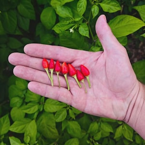 May include: A hand holding seven small, bright red chili peppers with green stems. The peppers are arranged in a row against a backdrop of green foliage. The peppers are a vibrant contrast to the skin tone of the hand.