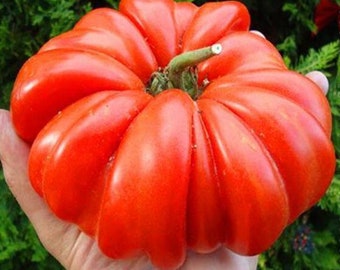 Big Zac Tomate (10 Samen) – Riesige Wettkampftomate – Bio