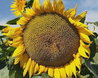 Mammoetzonnebloem (10 zaden) - De spectaculaire reus van de tuin, de koning der zonnebloemen - Biologisch