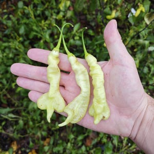 Op de afbeelding: Drie bleekgele, gerimpelde, pepervormige groenten met lange, dunne stelen worden in de hand van een persoon gehouden.