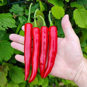 Peut inclure: Quatre piments rouges tenus dans une main. Les piments sont longs et fins avec une pointe pointue.
