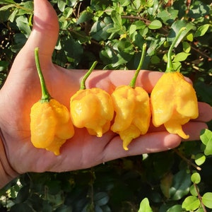 Yellow Carolina Reaper Pepper (10 Seeds) - The hottest pepper in the world - Organic