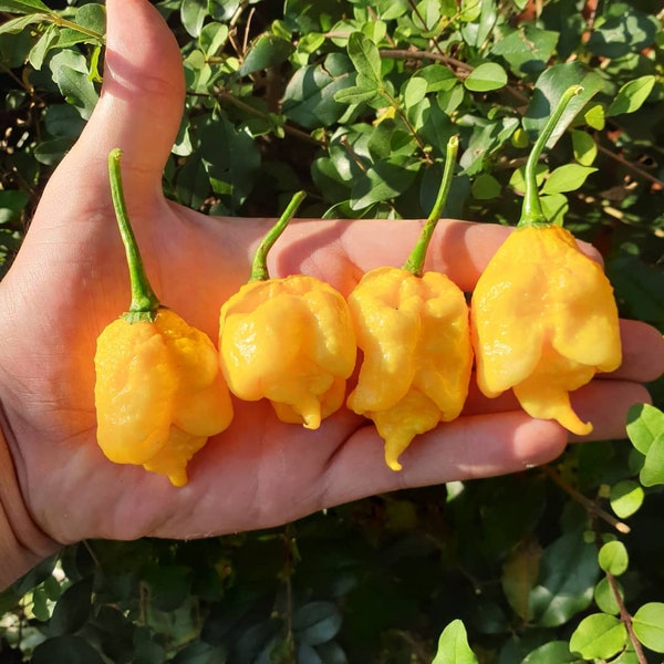 Gelber Carolina-Reaper-Pfeffer (10 Samen) – Der schärfste Pfeffer der Welt – Bio