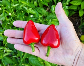 Caviar de Calabria (10 semillas): un dulce tesoro del sur de Italia - Orgánico