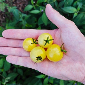 Può includere: Quattro piccoli pomodori gialli, noti anche come pomodorini gialli, sono tenuti in una mano. I pomodori sono maturi e hanno una pelle liscia e lucida.