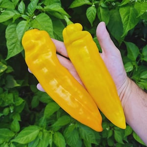 May include: Two bright yellow peppers, held in a hand, against a backdrop of green foliage. The peppers are long and slender, with a smooth, shiny surface. The peppers are a vibrant yellow colour.
