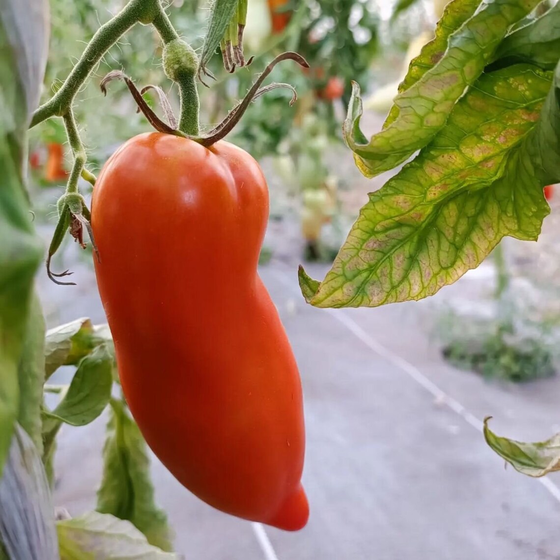 10 Graines Tomate Cornue Des Andes - Lycopersicon Esculentum, Variété Allongée Peu De Pépins