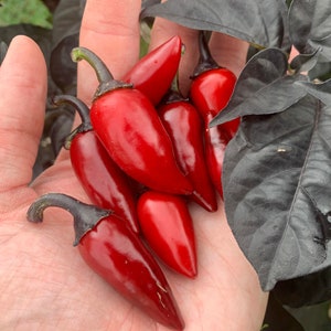 Può includere: Una mano che tiene un mazzo di peperoncini rossi. I peperoncini sono di diverse dimensioni e forme e sono disposti in un grappolo.