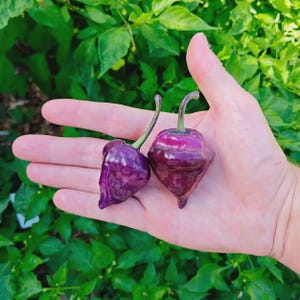 Piment Purple UFO (10 Graines) - Un piment incroyable en forme d'OVNI  - Bio