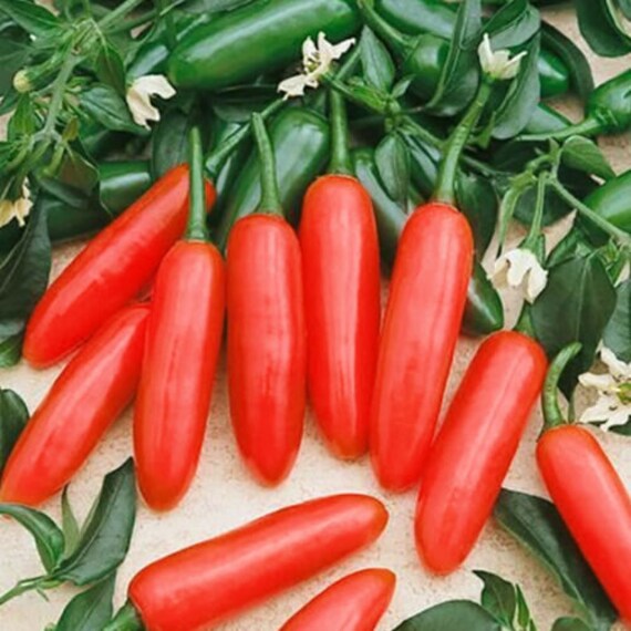 10 Graines - Piment Serrano Une Variété Forte Originaire Du Mexique Bio