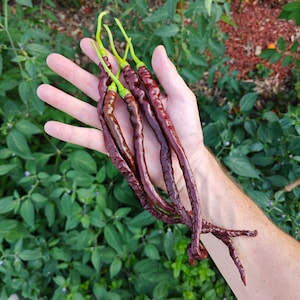 Peut inclure: Une main tenant un bouquet de cinq longs piments rouges foncés et fins avec des tiges vertes.