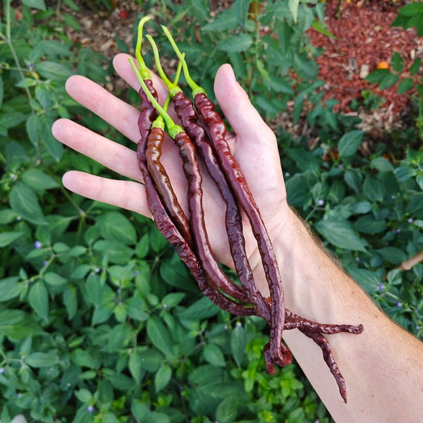 Piment Thunder Cacho Brown (10 Graines) - Croisement entre Thunder Mountain Longhorn et Cacho Negro  - Bio