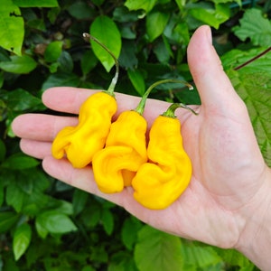 Op de afbeelding: Drie felgele habanero pepers, met een gerimpelde, hobbelige textuur, worden in een hand gehouden. De pepers zijn felgeel en hebben een kenmerkende, gebogen vorm.