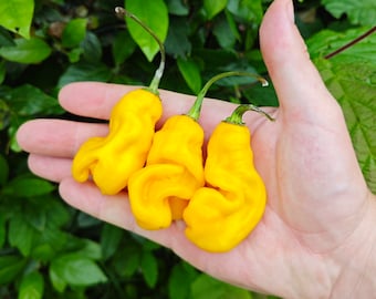 Madame Jeanette chilipeper (10 zaden) - Afkomstig uit Suriname - Biologisch