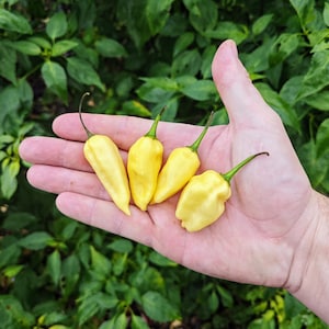 Può includere: Quattro peperoncini gialli brillanti sono tenuti nella mano di una persona. I peperoncini sono lisci e lucidi, con una punta appuntita.