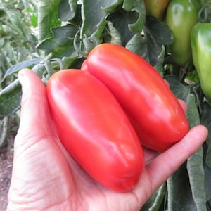 Peut inclure: Deux grosses tomates Roma rouges mûres dans la main d'une personne. Les tomates sont lisses et ont une finition brillante.