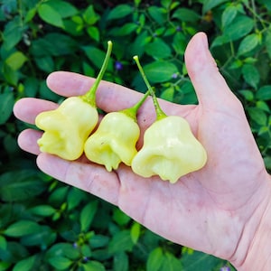 Aji White Fantasy Pepper (10 Seeds) - A fantastic pepper with a delicious flavor - Organic