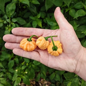 Może przedstawiać: Trzy małe, pomarańczowe, pomarszczone papryczki z zielonymi szypułkami. Papryczki leżą na dłoni.