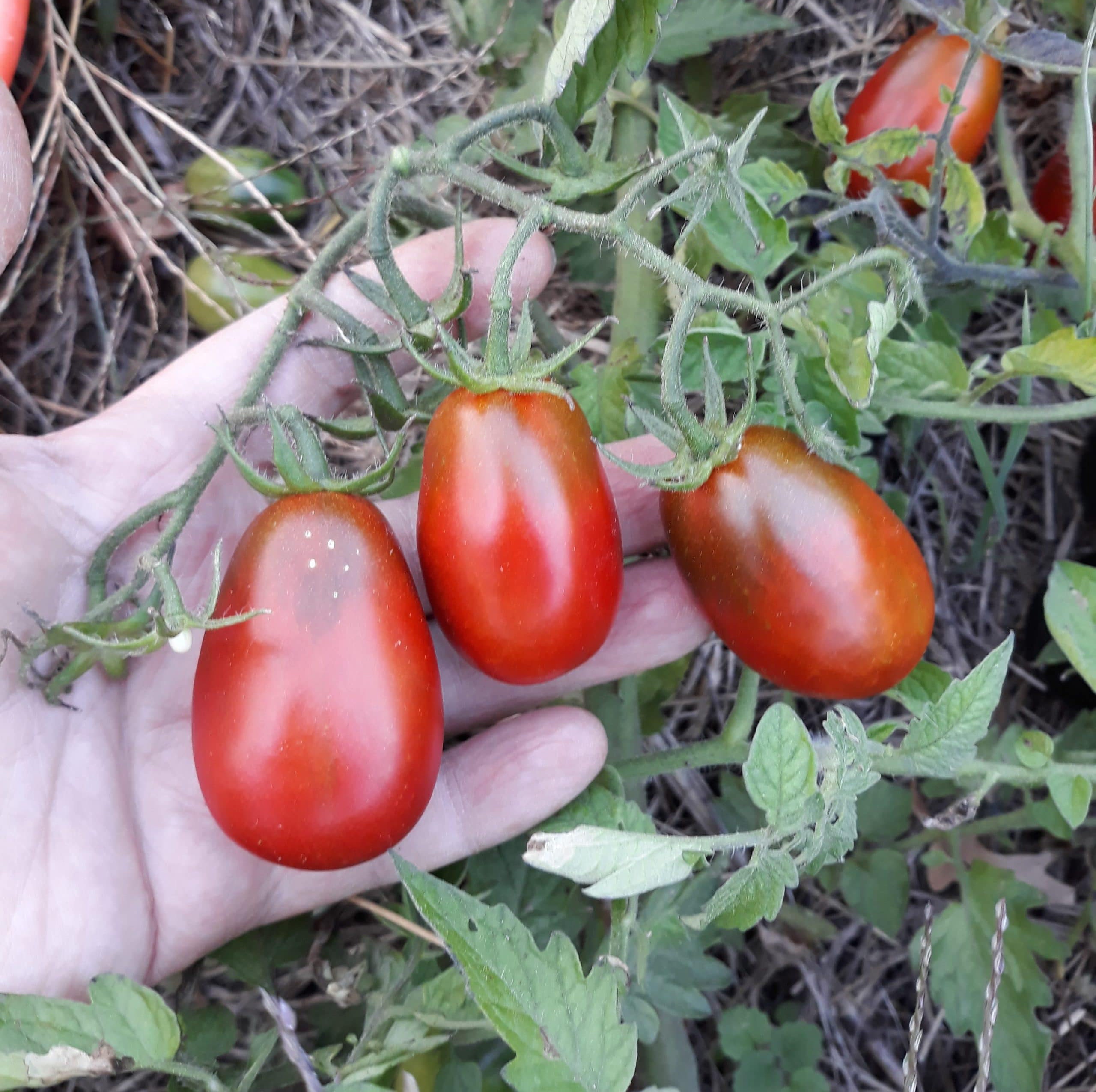 10 Graines - Tomate Prune Noire Le Plaisir Du Goût Retrouvé Bio