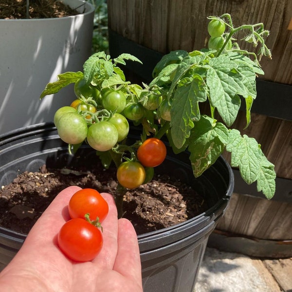 Tiny Tim Tomato (10 semi) - Perfetto per piccoli spazi - Biologico