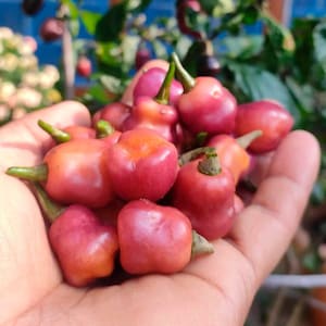 Fidalgo Roxa-Pfeffer (10 Samen) – Einer der schönsten Paprika, die Sie anbauen können – Biologisch