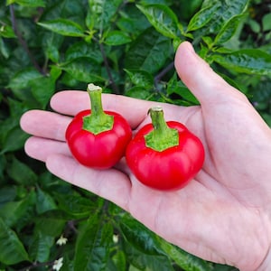 May include: Two bright red, round, bell peppers with green stems, held in a hand against a backdrop of green foliage.