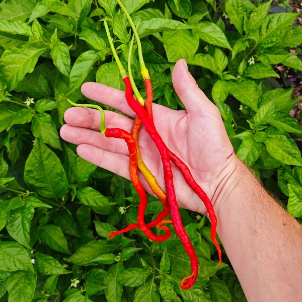 Thunder Mountain Longhorn Pepper (10 Seeds) - The longest pepper in the world - Organic