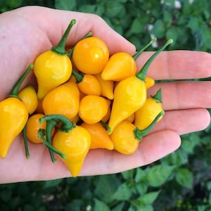 Yellow Biquinho Pepper (10 Seeds) - The famous Brazilian biquinho - Organic