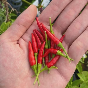 Może przedstawiać: Zbliżenie na garść jaskrawoczerwonych papryczek chili z zielonymi łodygami. Papryczki są małe, zwężające się i błyszczące. Obraz szczegółowo przedstawia papryczki.