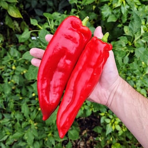 Pimenta Vermelha Corno di Toro (10 Sementes) - Variedade Italiana Antiga - Orgânica