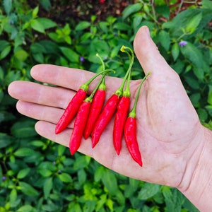 Peut inclure: Une main tenant sept piments rouges. Les piments sont de tailles et de formes différentes et sont disposés en éventail.