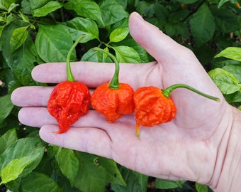 Piment Trinidad Scorpion Moruga (10 Graines) - Piment de l’extrême - Bio