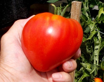 Tomate Coeur de Boeuf (10 Graines) - La vraie de vraie  - Bio