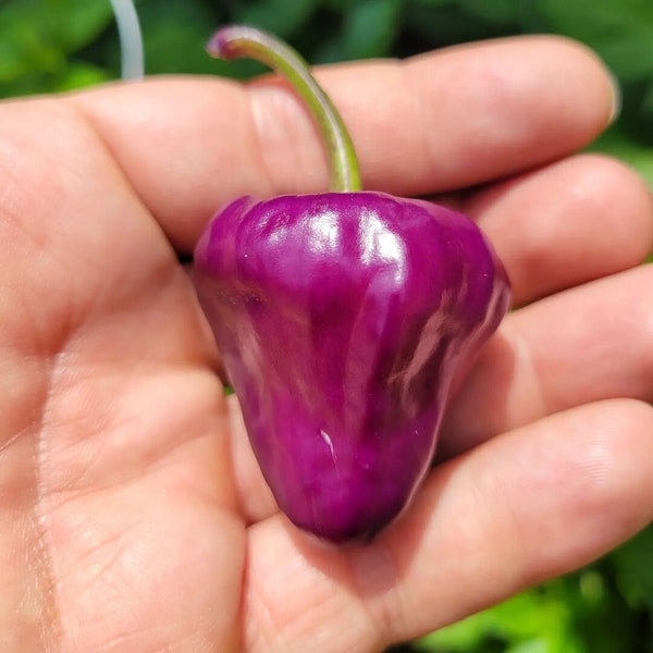 Piment Purple UFO (10 Graines) - Un piment incroyable en forme d'OVNI  - Bio