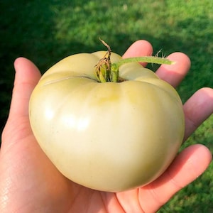 White Beauty Tomato (10 Seeds) - White flesh with mild flavor - Organic