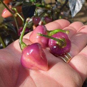 以下が含まれることがあります： 緑色の茎を持つ、ハート型の小さな紫色の唐辛子が3つ。唐辛子は光沢があり、薄いピンクの色合いがあります。