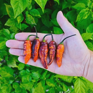 Peut inclure: Une main tenant cinq piments colorés. Les piments varient en couleur de l'orange au rouge foncé avec des tiges vert foncé. L'arrière-plan est rempli de feuilles vertes.