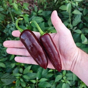 Op de afbeelding: Twee donkerpaarse chilipepers, een groter dan de andere, worden in de hand van een persoon gehouden. De pepers zijn glad en glanzend.