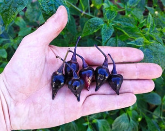 Black Biquinho Pepper (10 Seeds) - The famous Brazilian biquinho - Organic