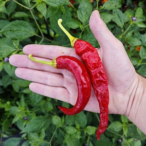 Hangjiao #7 Super Nova Chilipeppar (10 frön) - En av de chilipeppar som odlats och skapats i rymden - Ekologisk