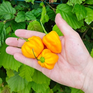 Yellow Habanero Pepper (10 Seeds) - A gem for pepper fans - Organic