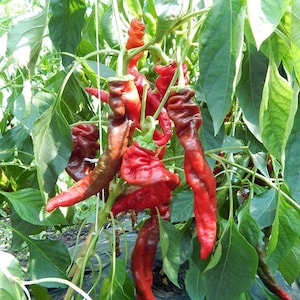 May include: A close-up of a pepper plant with several long, red peppers. The peppers have a twisted shape and are surrounded by green leaves. The peppers are in various stages of ripeness, with some showing a darker red colour.
