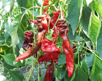 Hangjiao Chili Pepper #8 Total Eclipse (10 Semillas) - Uno de los chiles cultivados y creados en el espacio - Orgánico