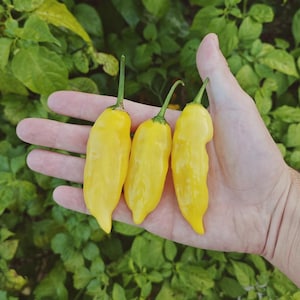 Peut inclure: Trois piments jaunes vifs avec des tiges vertes sont tenus dans une main sur un fond de feuillage vert. Les piments ont une forme lisse et allongée, et la couleur vive suggère la maturité. L'image est bien éclairée, mettant en valeur la texture des piments.