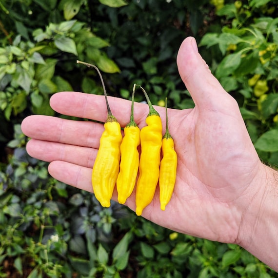 Aji Pineapple Pepper (10 Seeds) - A Peruvian Pepper With a Pineapple Flavor  - Organic - Etsy Denmark