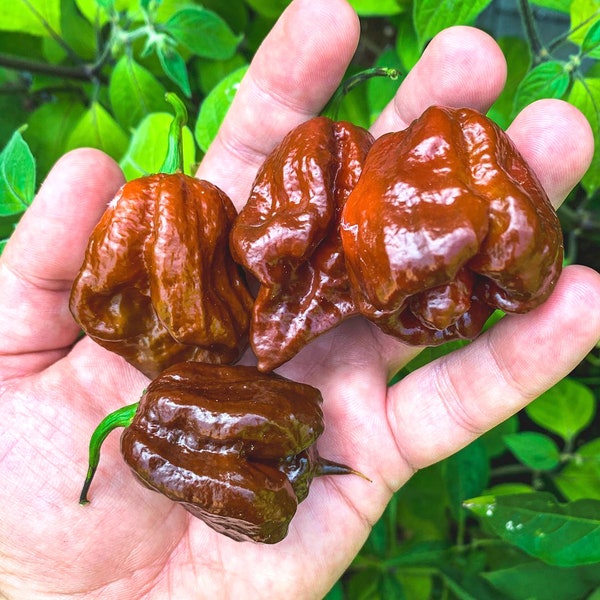 Piment Trinidad Scorpion Chocolat (10 Graines) - Une variante à la douceur fumée  - Bio