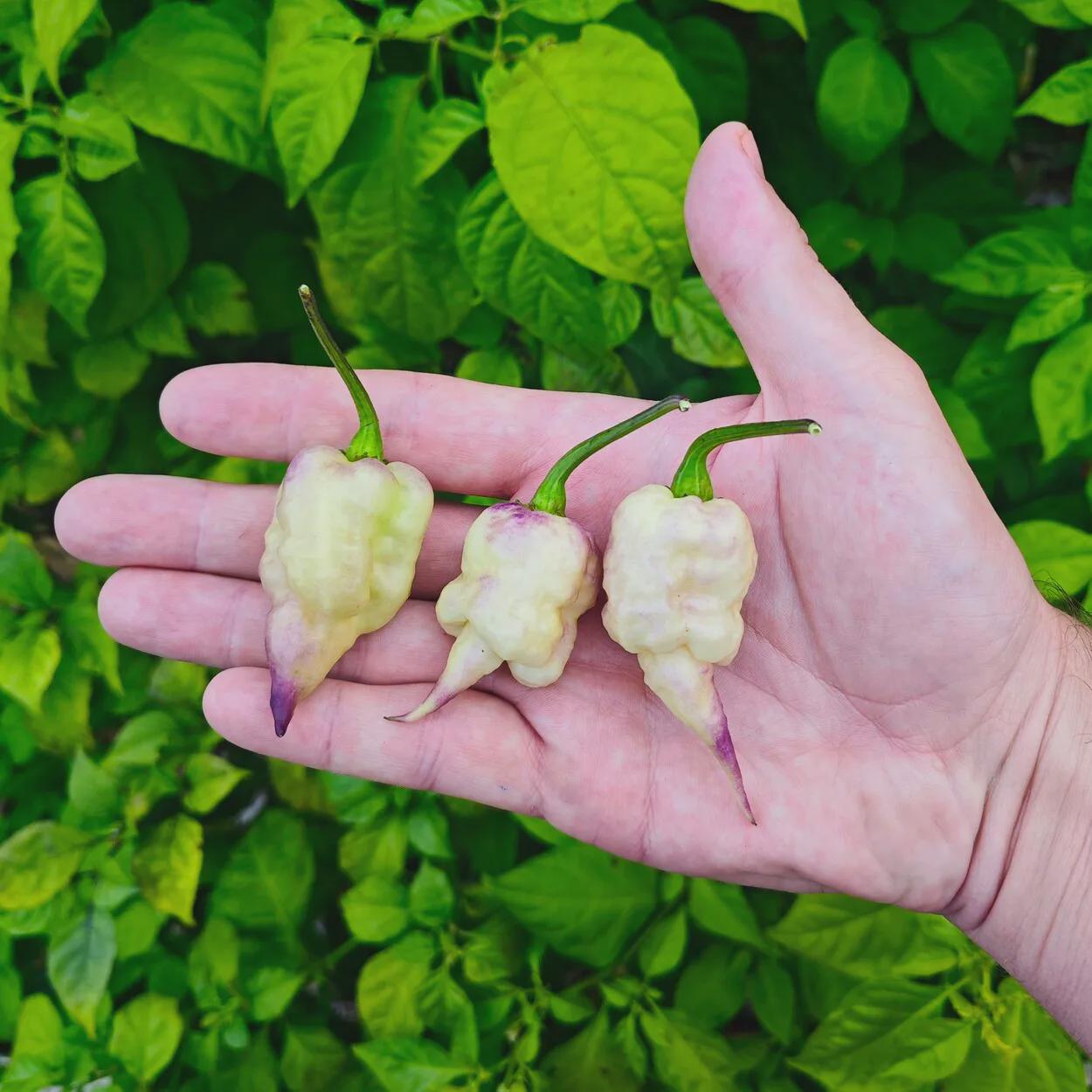 Jay's X Pink X Reaper Lemon Chili Pepper (10 Seeds) - A Super-hot