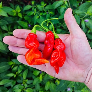 Peut inclure: Quatre piments rouges ridés et bosselés sont tenus dans une main. Les piments sont d'une couleur rouge vif et ont une forme pointue.