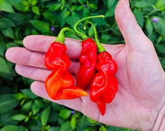 Salseria Senape Habanero - Shop Online Italia - Foto 9